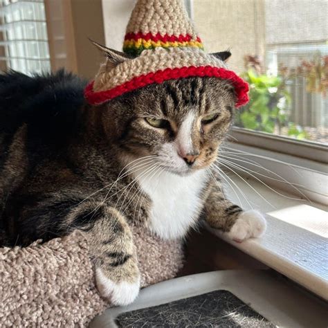 Cat Sombrero Sombrero For Cats Sombrero Hat With Ear Holes For Cats