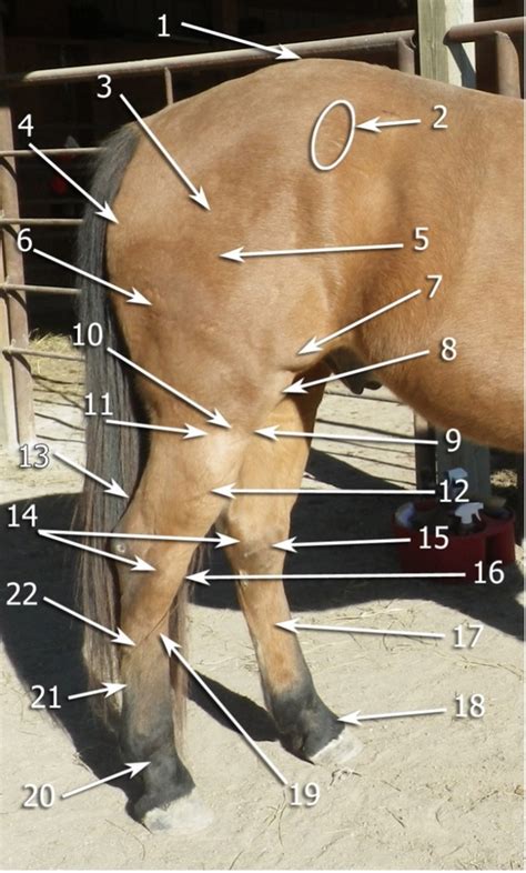 horse hindlimb palpable structures diagram quizlet