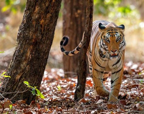 10 Top Tips For Bandhavgarh National Park Jungle Safari Mp Tourism