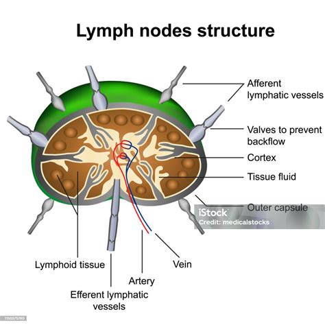 Lymph Nodes Structure Medical Vector Illustration Infographic On White