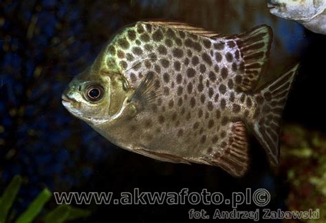 Scatophagus Argus Linnaeus 1766