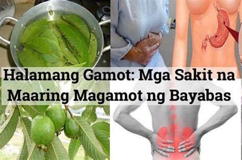 Mabisang Halamang Gamot Para Sa Sakit Sa Tiyan At Iba Pang Off