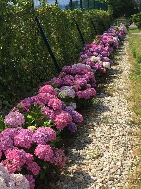 17 Dreamy Hydrangea Gardens That Are Giving Us Major Inspiration Artofit