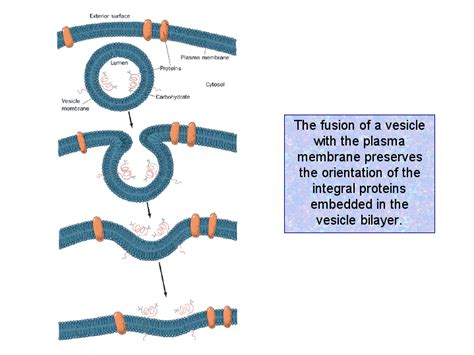 The Fusion Of A Vesicle With The Plasma Membrane Preserves The