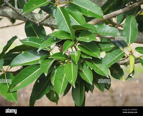 Japanese Superb Fig Ficus Subpisocarpa Stock Photo Alamy