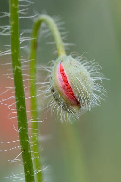 Wildflowers Butterflies And Dragonflies Thrive In Froyle July 2018 Froyle Wildlife