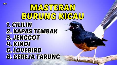 330 LIVE MURAI BATU GACOR GUNAKAN MASTERAN INI SIANG DAN MALAM