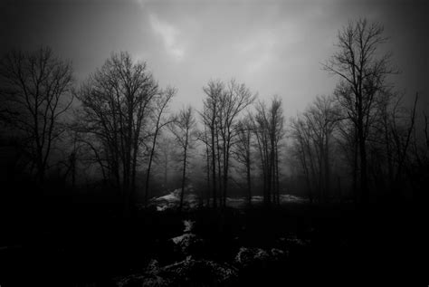 Haunted Forest Wallpaper - WallpaperSafari