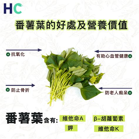 營養食物】番薯葉的好處及營養價值 Health Concept