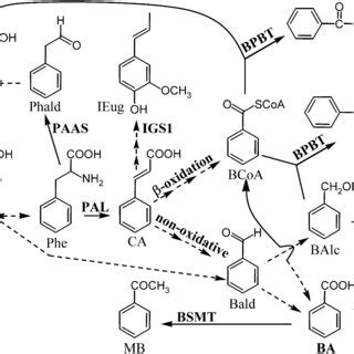 Main Biochemical Reactions Leading to the Synthesis of Benzenoid ...