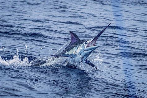 Marlin Fishing Costa Rica Plan Your Costa Rica Marlin Fishing Adventure