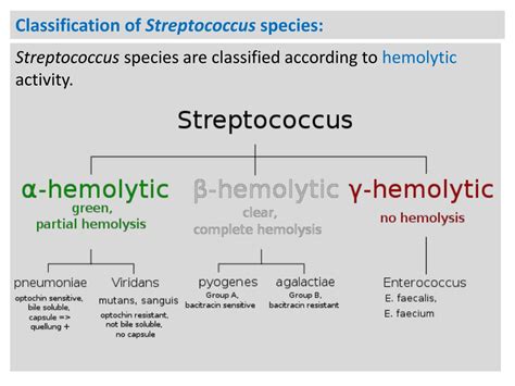 Gram Positive Classification