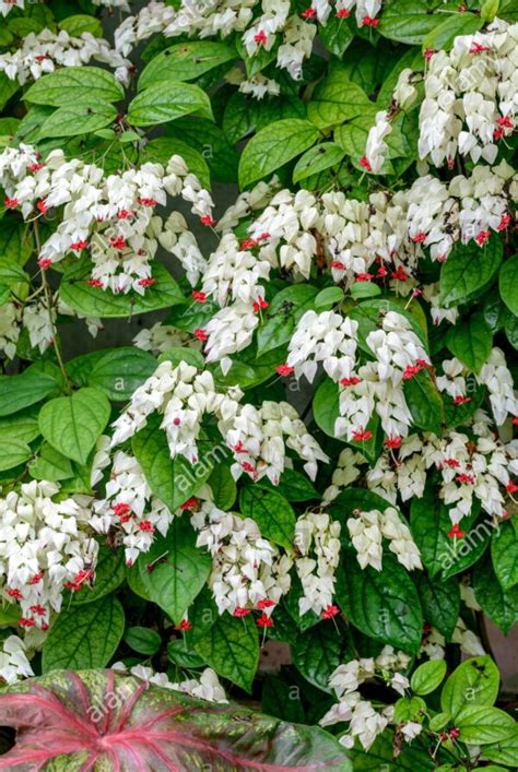 بذر پیچ معین التجار تعداد 1 عدد بذر Bleeding Heart Vine Clerodendrum