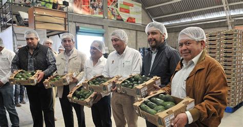 Inicia ExportaciÓn De Aguacate Mexiquense A EspaÑa Y CanadÁ ~ Panorama