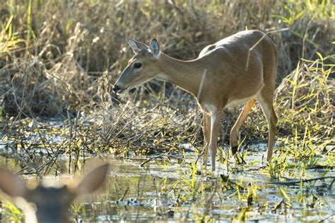 Key Deer in Natural Habitat in Florida State Park Stock Photo - Image of animal, buck: 282271776