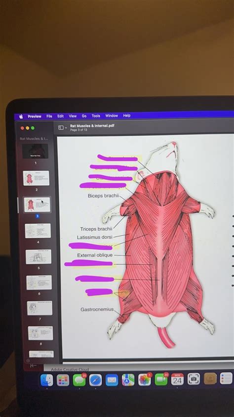 Rat Muscles Diagram Quizlet