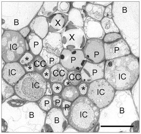 Frontiers Structural And Functional Heterogeneity In Phloem Loading