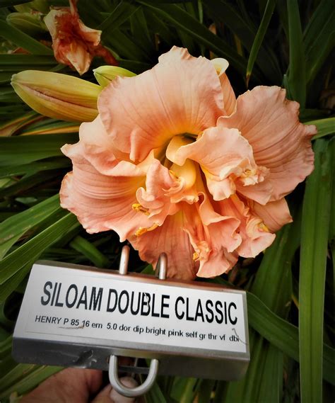 Siloam Double Classic Qb Daylily Gardens