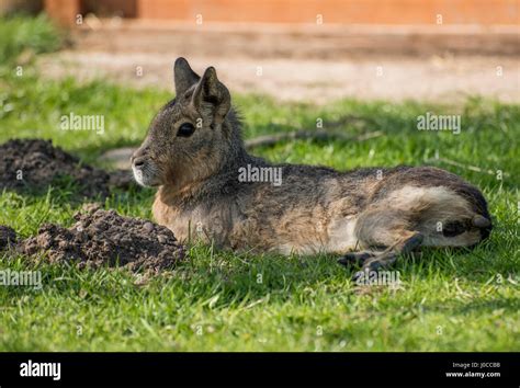 Lovely animals at the Yorkshire Wildlife Park in Doncaster, South ...