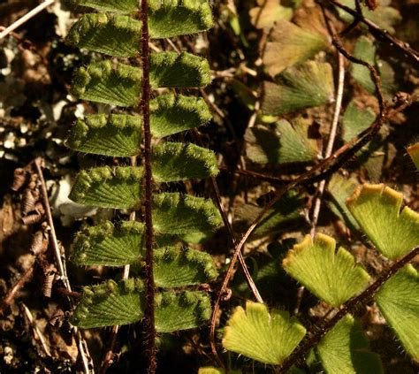 Flora Of Zimbabwe Species Information Individual Images Adiantum Incisum