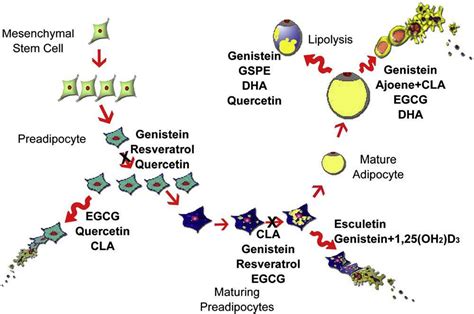 Figure 2 From Phytochemicals And Regulation Of The Adipocyte Life Cycle