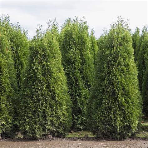 Thuja Brabant Solitär bestellen und liefern lassen GartenGarten P