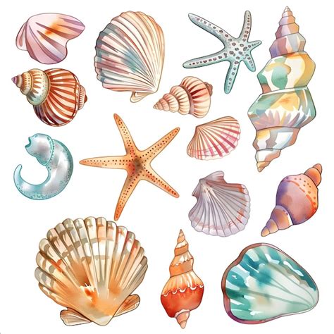 Set Of Watercolor Seashells Isolated On White Background Vector