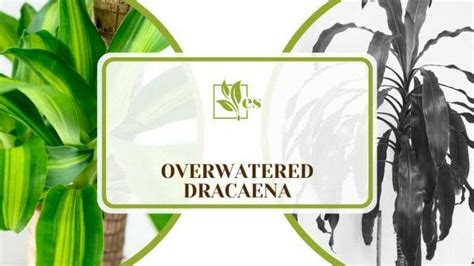 Overwatered Dracaena An Issue That Can Have Easy Fixes Evergreen Seeds