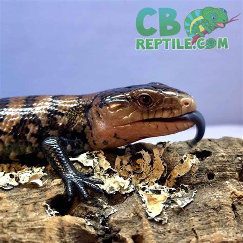 Female Blue Tongue Lizard | tunersread.com