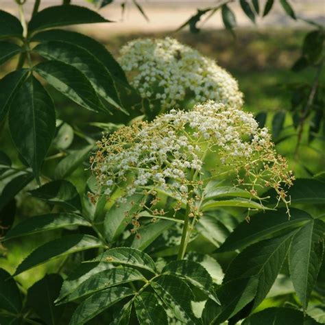 Sambucus Canadensis Elderberry Black Elderberry Beech Hollow Farms