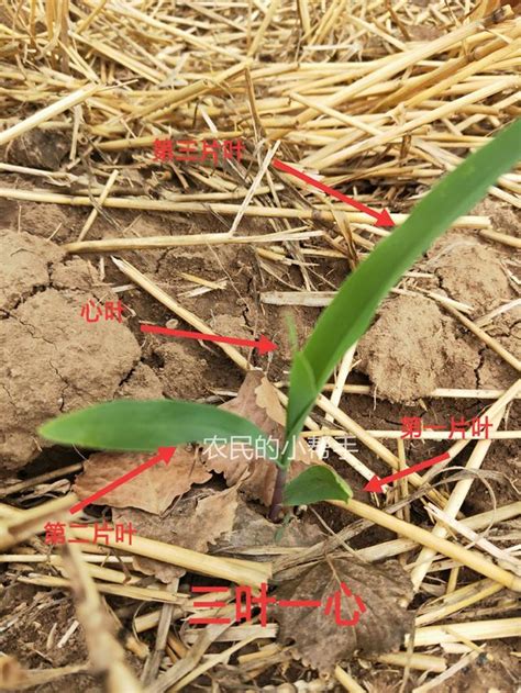 玉米除草3 5叶期，控旺6 10叶期，但你知道叶片怎么数吗腾讯新闻