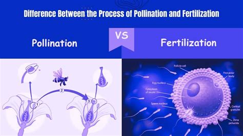 Difference Between The Process Of Pollination And Fertilization