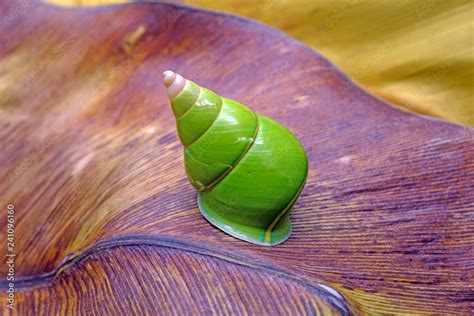 Foto De Emerald Green Snail Or Green Tree Snail Scientific Name