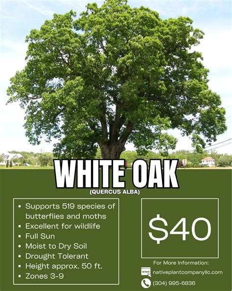 White Oak - FREE SHIPPING - Native Plant Company LLC
