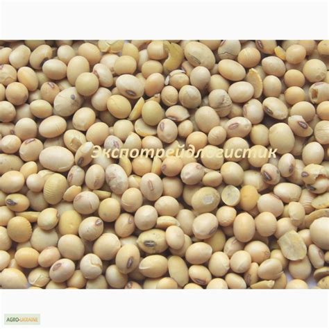 Соя закуповуємо — Agro-Ukraine
