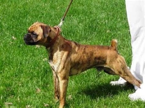 Mini Boxer Dog Breed