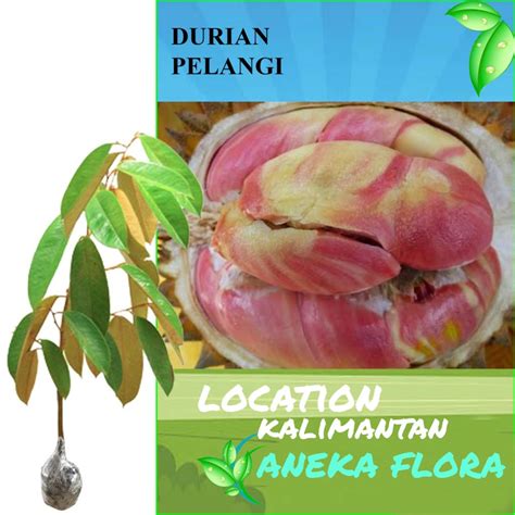 Jual Bibit Durian Pelangi Okulasi Unggul Meter Up Beli Bonus