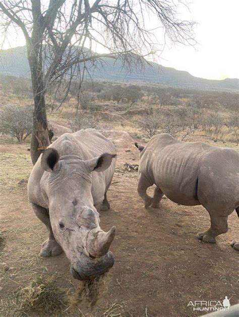 White Rhino South Africa | AfricaHunting.com