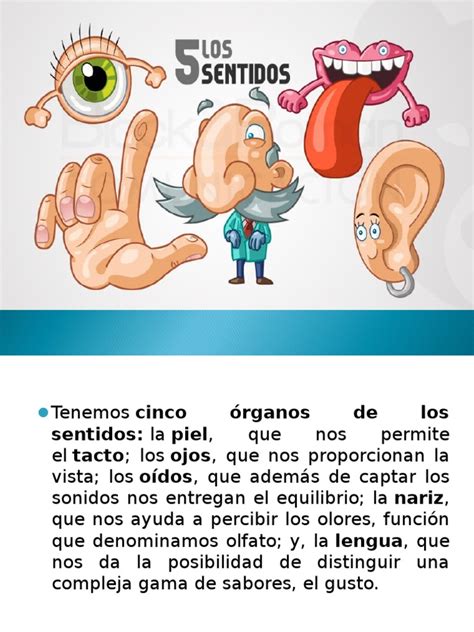 PDF Exposicion Organos De Los Sentidos DOKUMEN TIPS