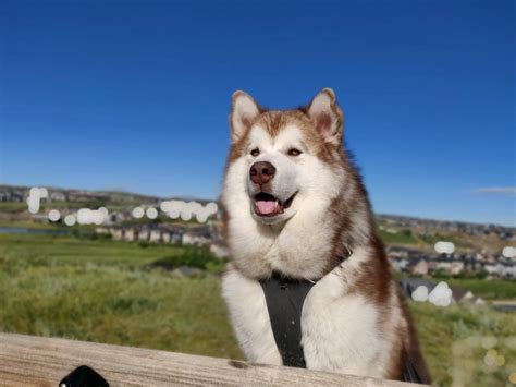 canadian eskimo dog - Dog breeds,grooming,training