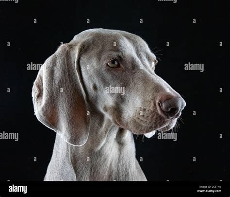 Image de fond pour les portraits Banque de photographies et d’images à haute résolution - Alamy