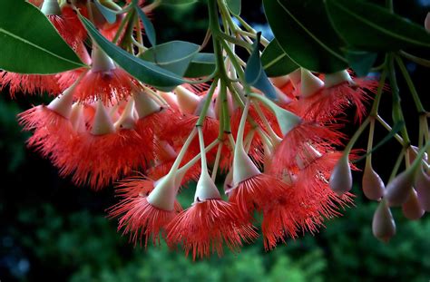 Red Flowering Gum Corymbia Ficifolia Corymbia Ficifolia Flickr