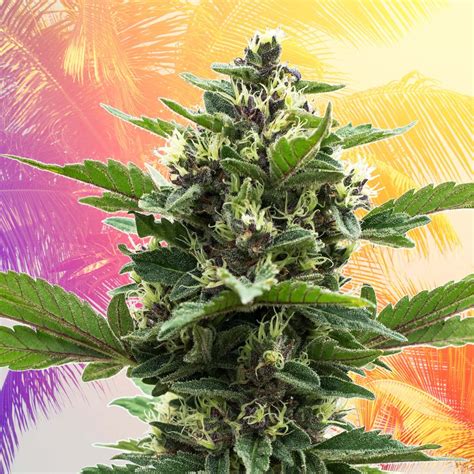 13 Best Cali Strains: Top Strains From California - Sensi Seeds