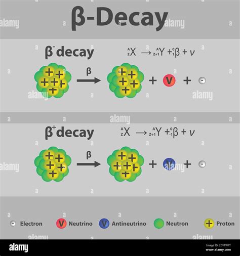 Beta plus and Beta minus Decay infographic with equation. Formation of ...