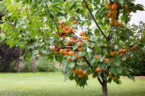 13 Fastest Growing Fruit Trees That Yields In Two Years Hort Zone