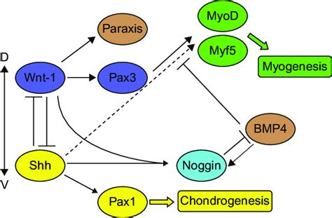 28 Schematic presentation of signaling molecules affecting somitic ...