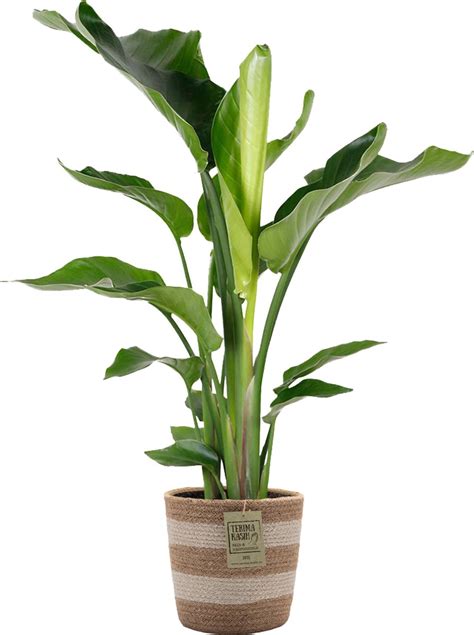 Strelitzia Nicolai Incl Jute Mand Paradijsvogelplant