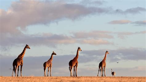 Monarto Safari Park Review The Australian