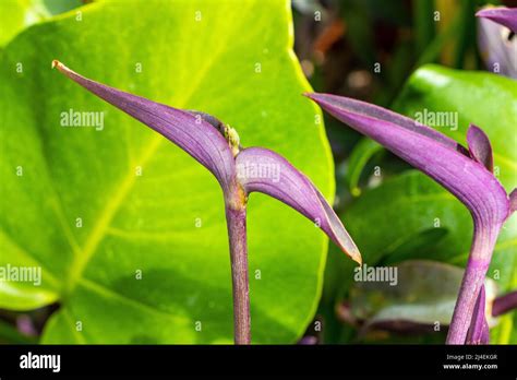 Tradescantia Pallida Purple Heart Wandering Jew Flowers Stock Photo Alamy