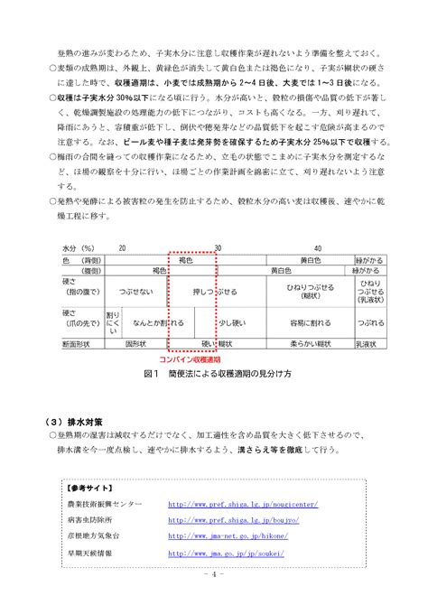 令和6年産 5年播 麦生育情報no 6 高島地域農業センター